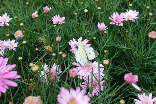 flowers  garden  nature