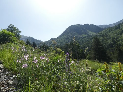 flowers  trees  mountain