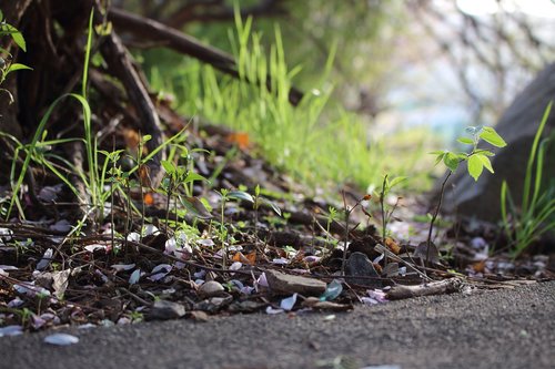 flowers  gravel  nature