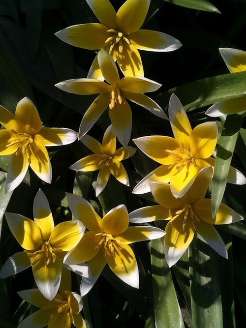 flowers  spring  plant