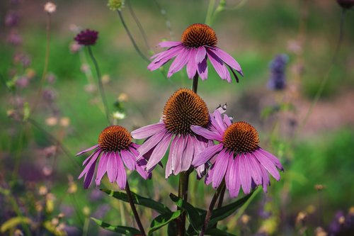 flowers  summer  garden