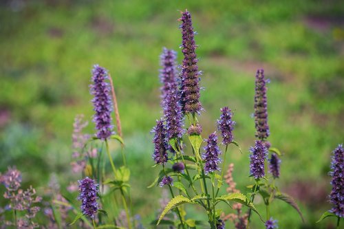 flowers  summer  garden