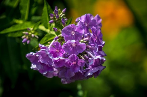 flowers  summer  garden