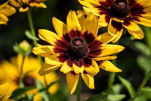 flowers  summer  garden