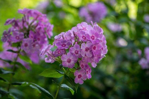 flowers  summer  garden