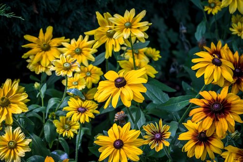 flowers  summer  garden