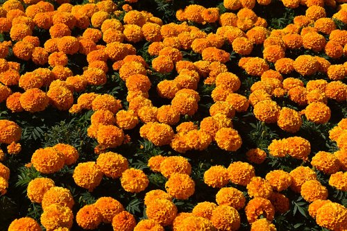 flowers  orange  marigold