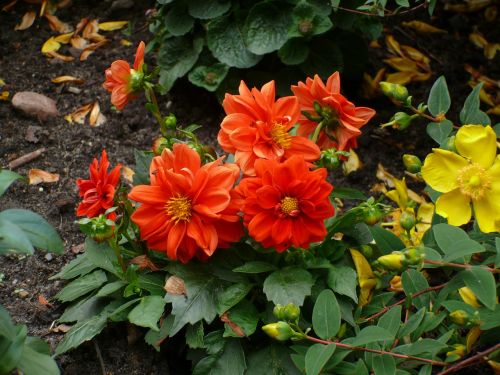flowers as lien orange