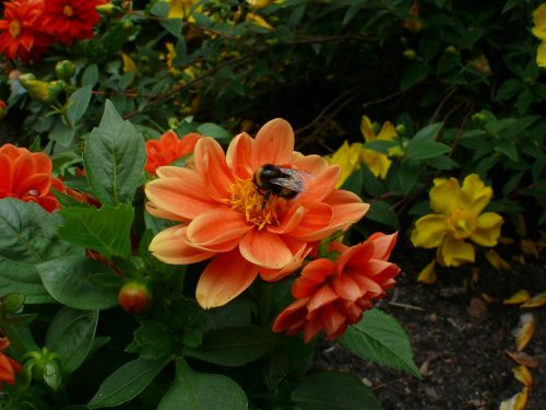 flowers as lien orange