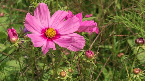 flowers  plant  pink