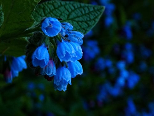 flowers  blue  nature