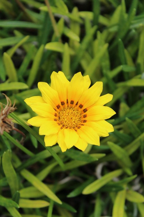 flowers  flower  yellow