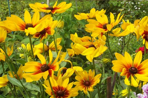 flowers  yellow  nature