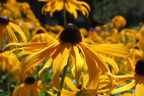 flowers  yellow  sunshine