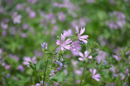 flowers  nature  violet