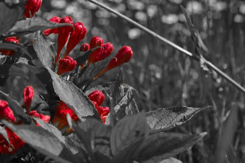 flowers plant nature