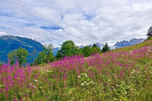 flowers  alpine  colourful