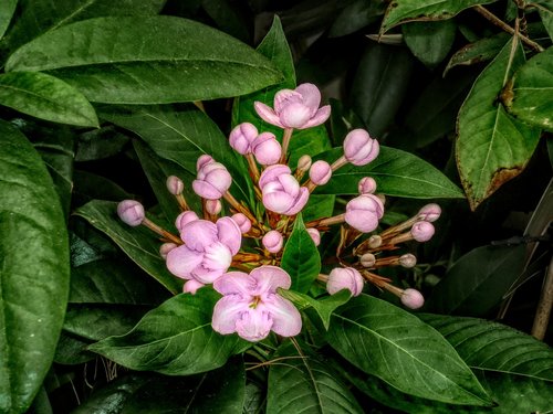 flowers  flora  leaves