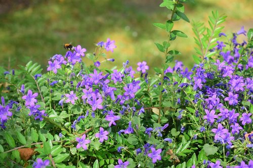 flowers  purple  bee