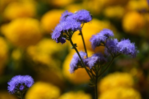 flowers  plant  summer