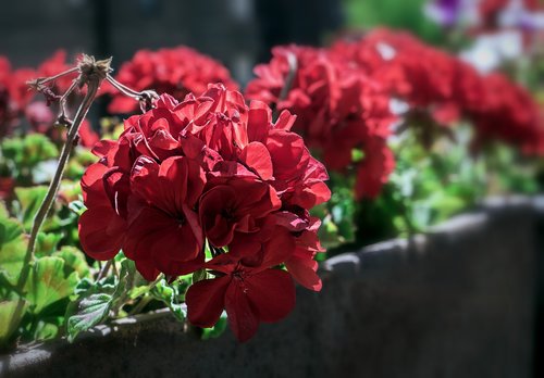 flowers  nature  red