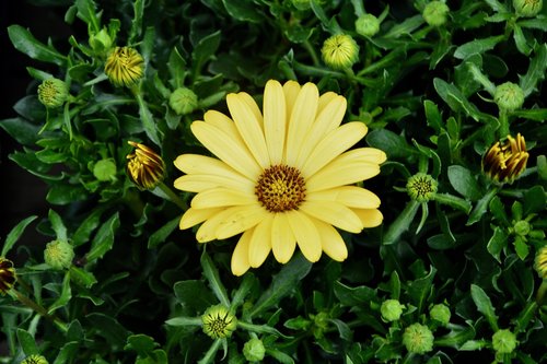 flowers  flower  petals yellow