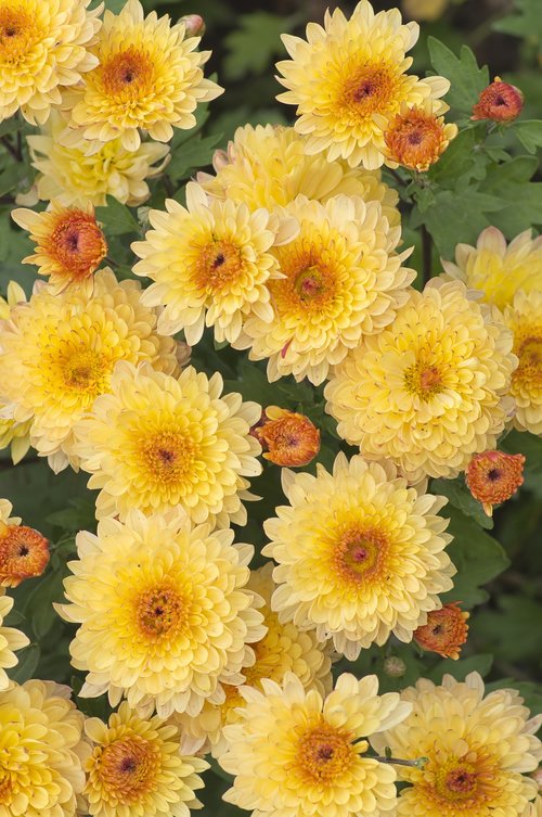 flowers  chrysanthemum  plant