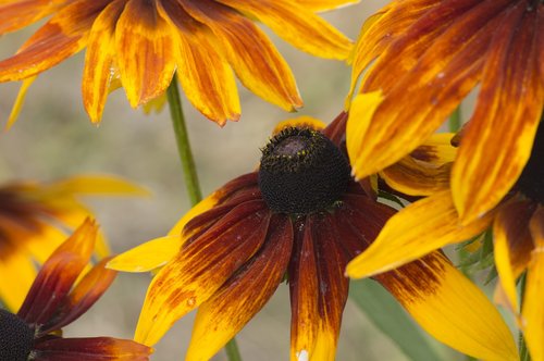 flowers  close-up  beautiful