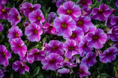 flowers  bloom  plant