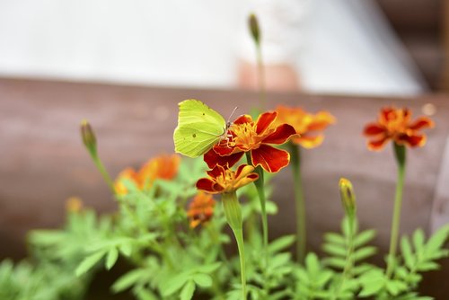 flowers  summer  butterfly