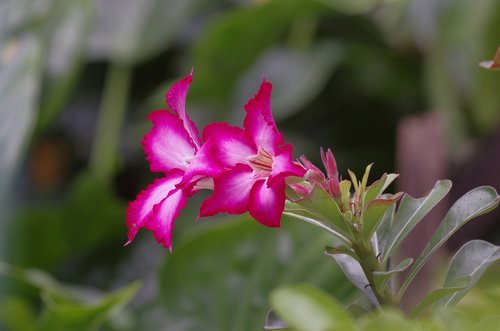 flowers  garden  nature