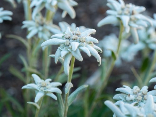 flowers  alpine flowers  edelweiss