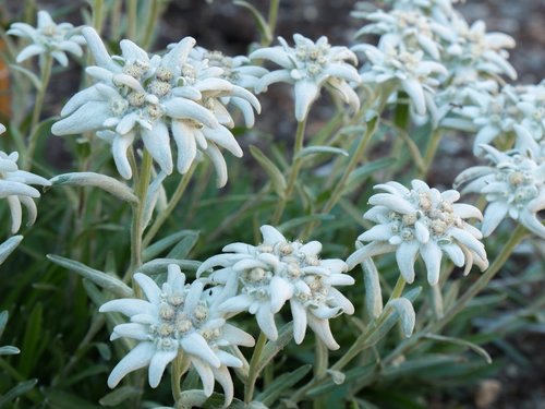 flowers  edelweiss  alpine flowers