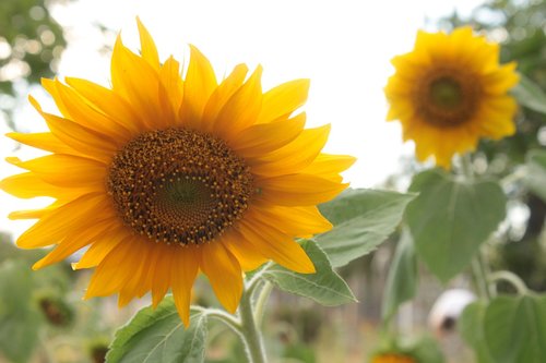 flowers  sunflowers  yellow