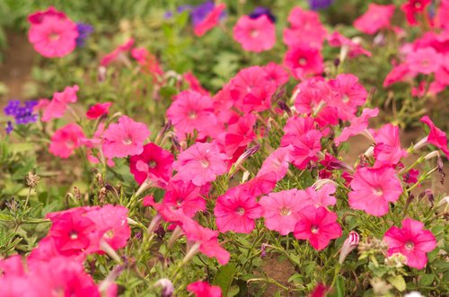 flowers  plant  flora