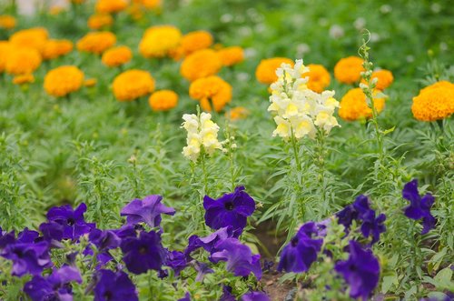 flowers  plant  flora