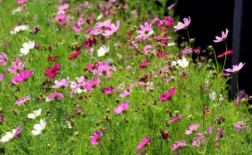 flowers  violet  cosmosy