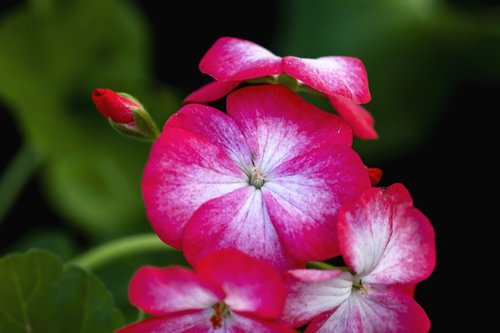 flowers  plant  petals