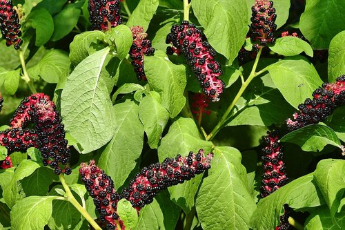 flowers  plant  garden