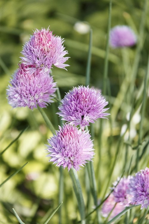 flowers  plant  chives