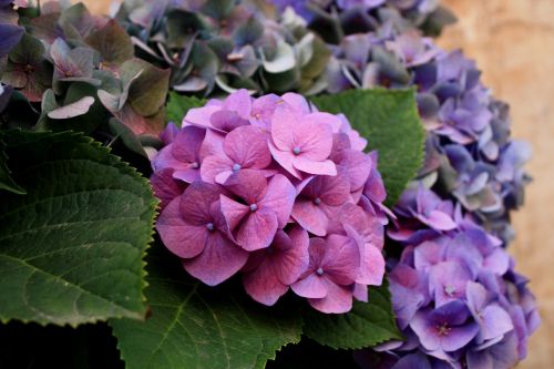 flowers hydrangea nature