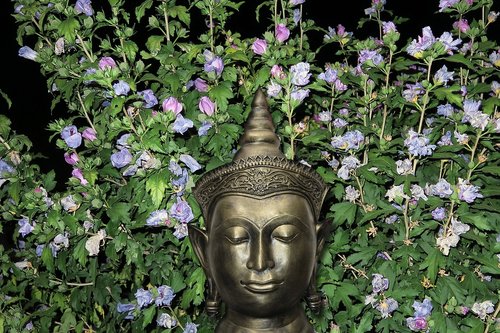 flowers  beauty  buddha