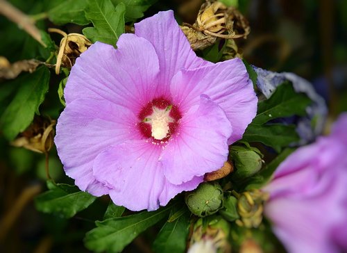 flowers  nature  garden