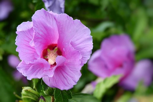 flowers  nature  garden