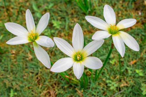 flowers  white  bloom