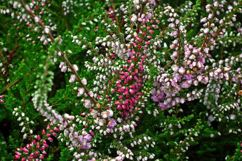 flowers  heathers  colorful