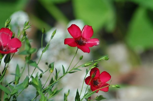 flowers  garden  yard