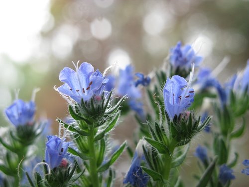 flowers  blue  close