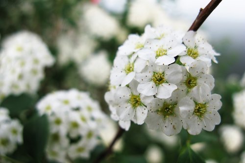 flowers  white  summer