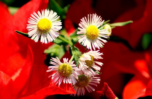 flowers  white  summer